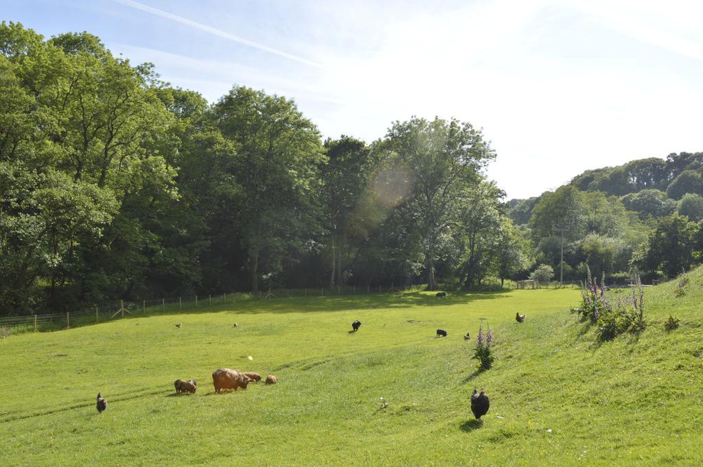 Troedyrhiw Bed & Breakfast คาร์ดิแกน ภายนอก รูปภาพ